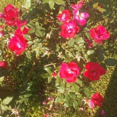 Rose 'Knock Out' (Shrub)