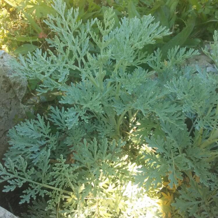 Plant image Artemisia canariensis