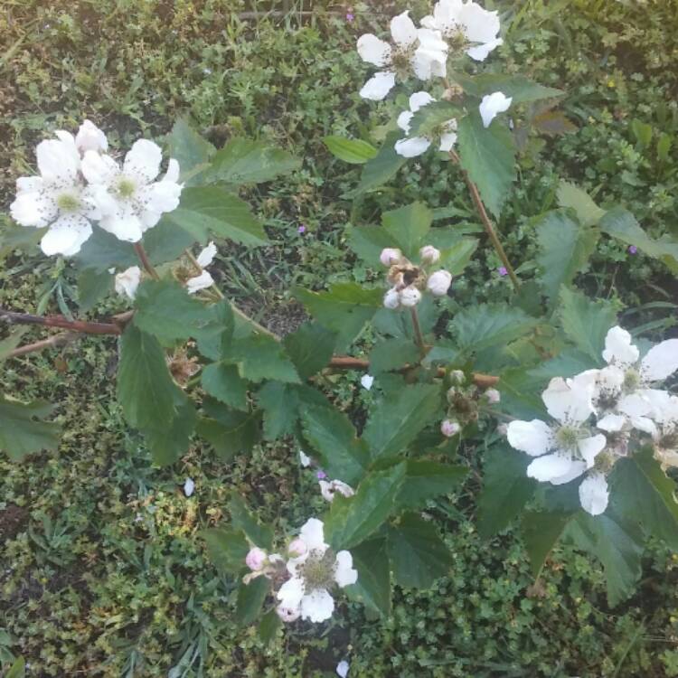 Plant image Rubus fruticosus 'Oregon Thornless'