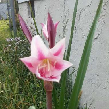 Old Milk and Wine Crinum Lily