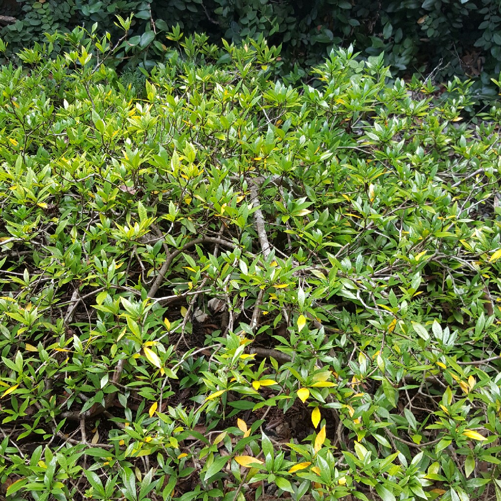 Gardenia jasminoides 'Radicans'