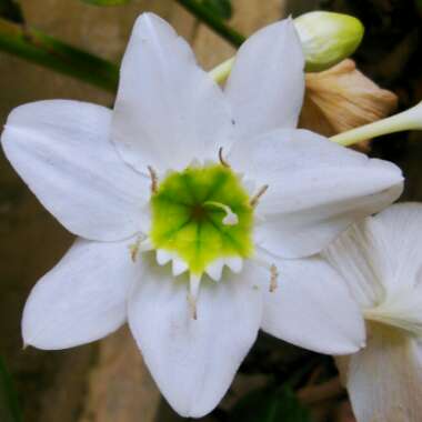 Eucharis amazonica