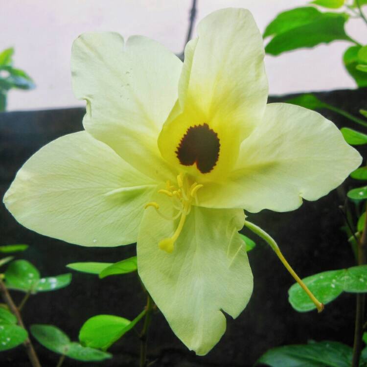 Plant image Bauhinia tomentosa