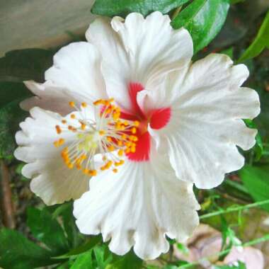 Hibiscus syriacus 'Helene'