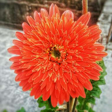 Gerbera 'Garvinea'