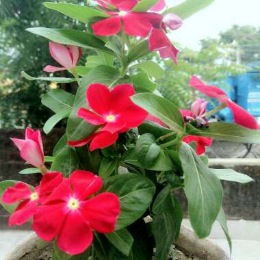 Catharanthus roseus syn. Vinca Rosea 'Grape Cooler'