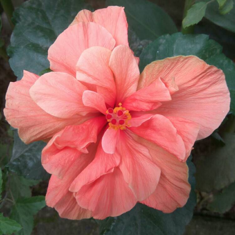 Plant image Hibiscus rosa-sinensis 'Apricot Brandy'