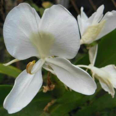 Hedychium coronarium