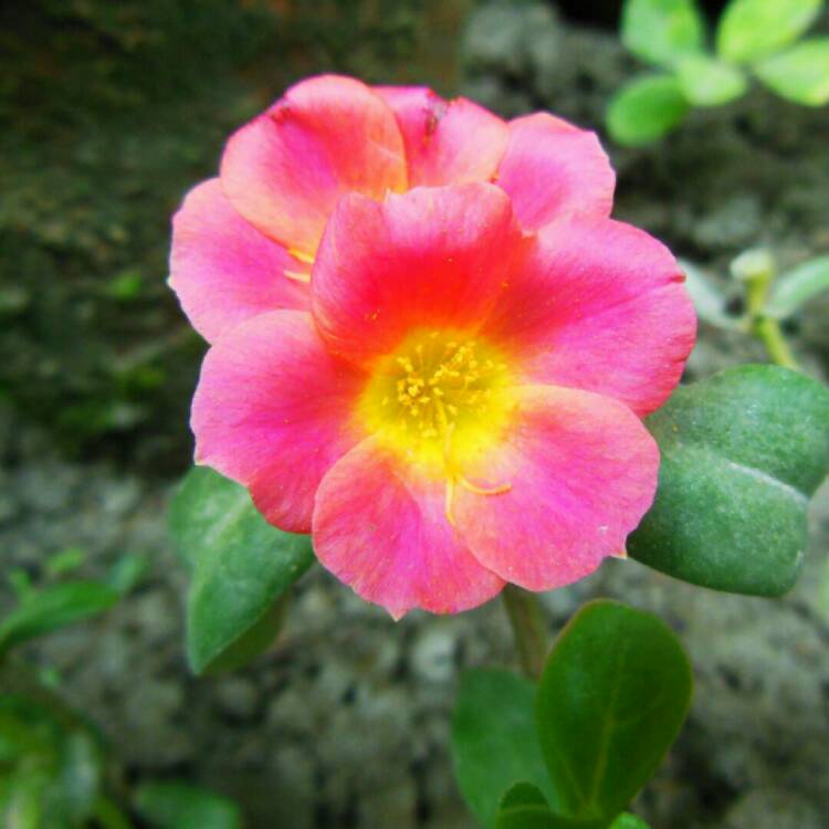 Plant image Portulaca grandiflora 'Mojave Pink'