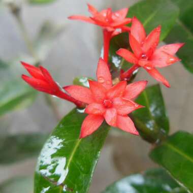 Ixora