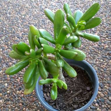 Crassula ovata Hobbit