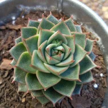 Echeveria Shamrock