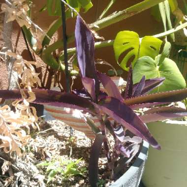 Purple-Heart Spiderwort 'Variegata'