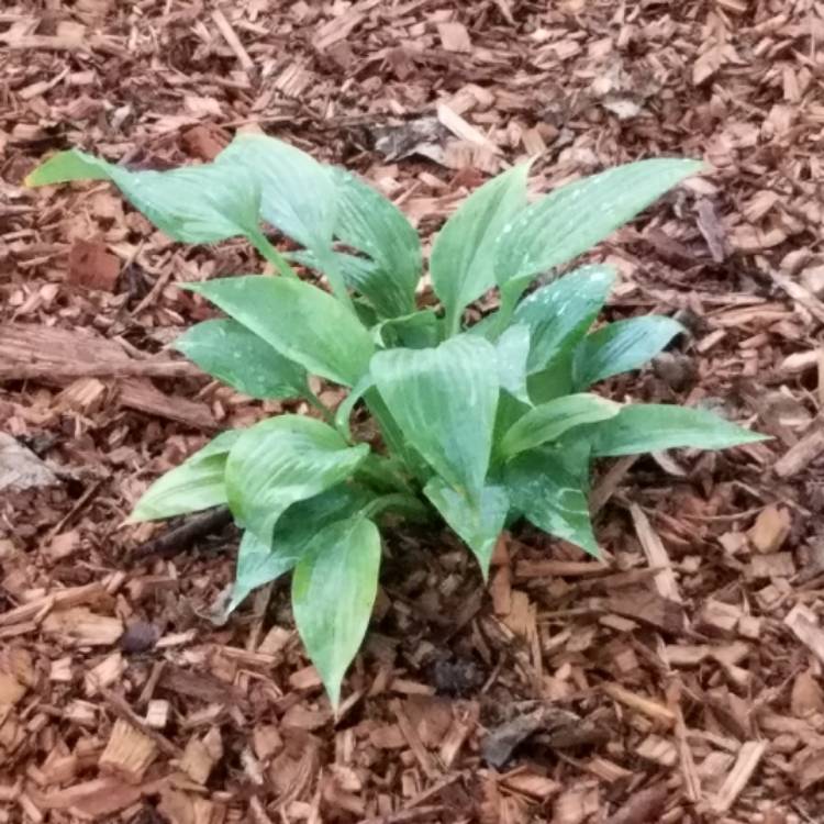 Plant image Hosta 'Blue Cadet'