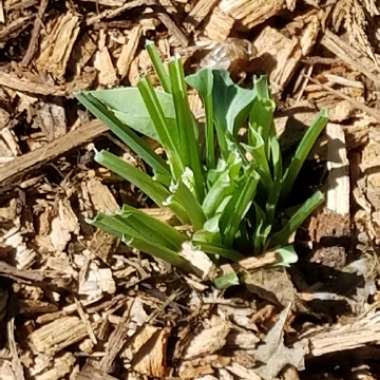 Plantain Lily 'Blue Cadet'