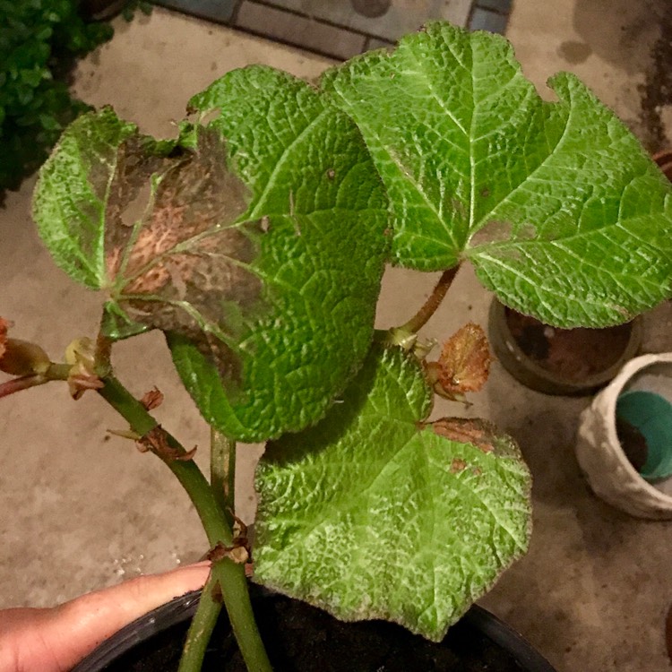 Plant image Begonia x hiemalis 'Blitz'