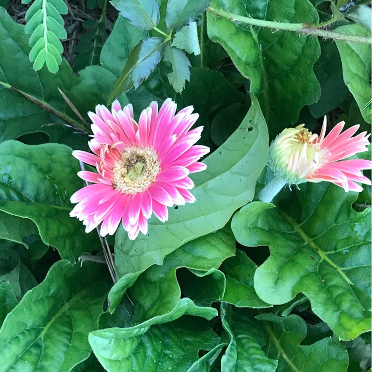 Plant image Gerbera Everlast Carmine