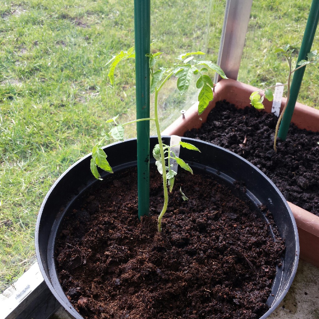 Tomato 'Moneymaker'