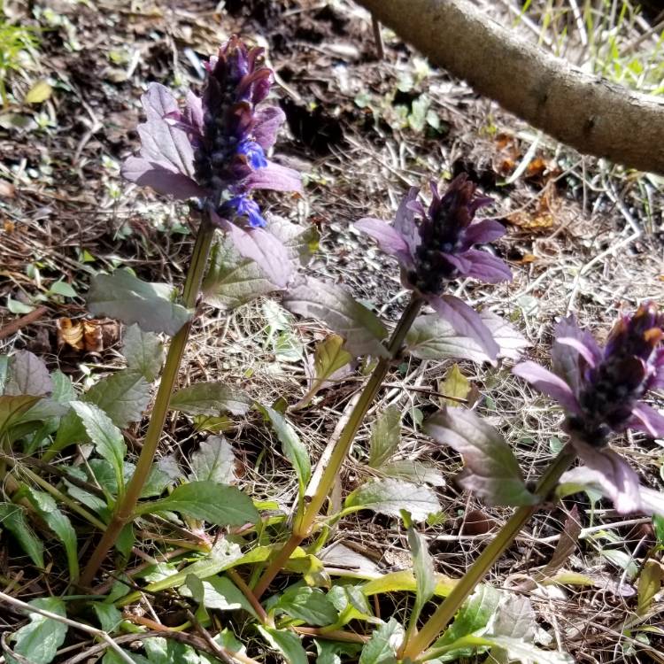 Plant image Ajuga reptans 'Variegata'