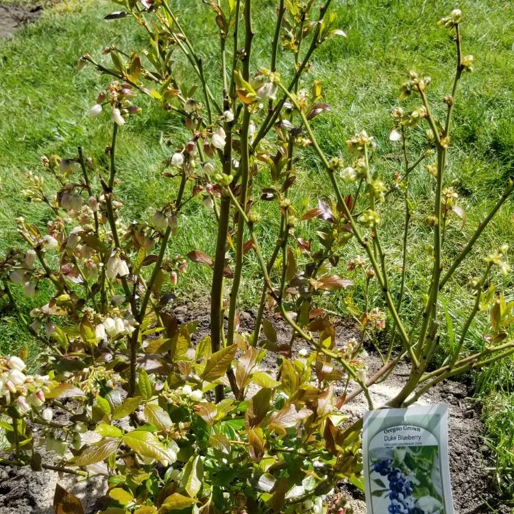 Plant image Vaccinium corymbosum 'Duke'