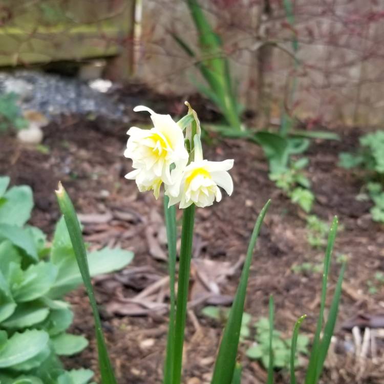 Plant image Campanula cochlearifolia var. alba 'White Baby' (Baby Series)