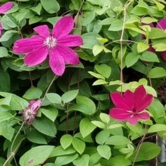 Clematis 'Ernest Markham'