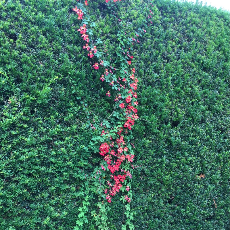 Plant image Tropaeolum speciosum