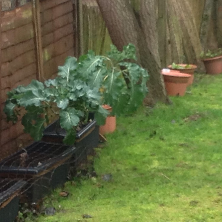 Plant image Brassica oleracea (Italica Group) 'Purple Sprouting'