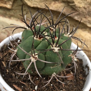 Gymnocalycium saglionis