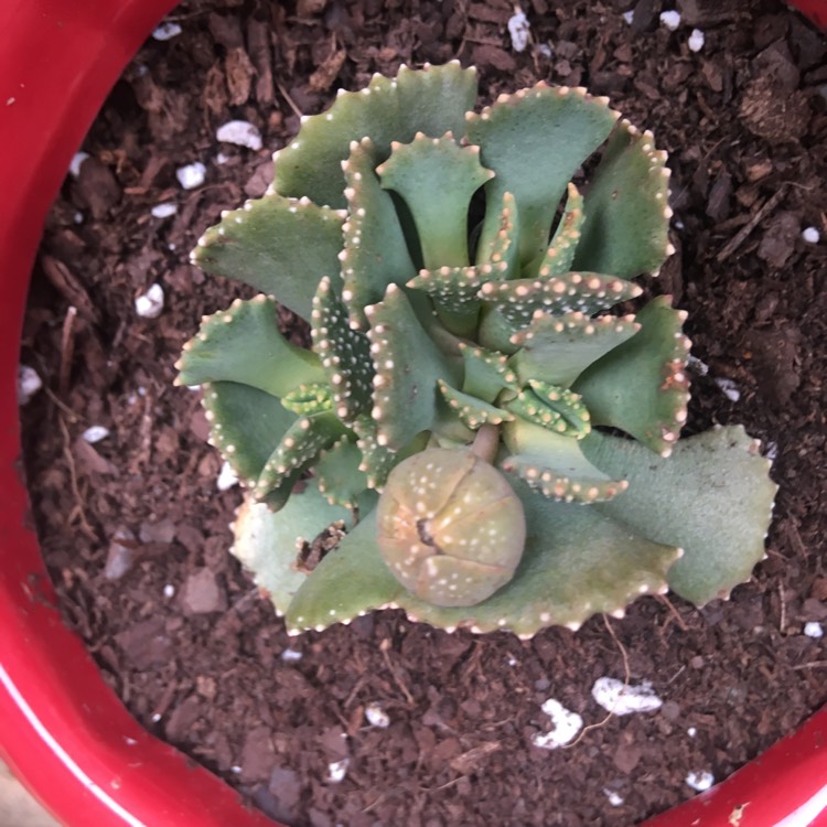 Plant image Aloinopsis malherbei