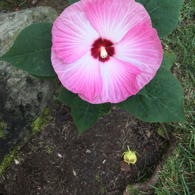 Hibiscus rosa-sinensis