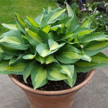 Plantain Lily 'Gypsy Rose'