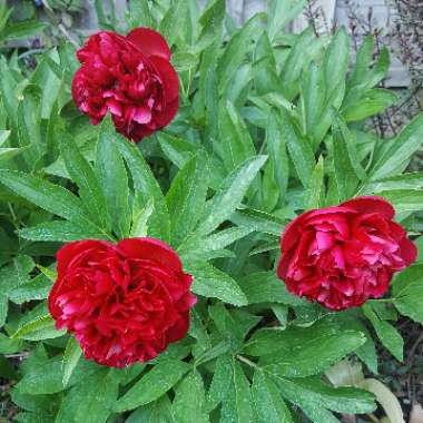 Peony 'Vogue' (Herbaceous)