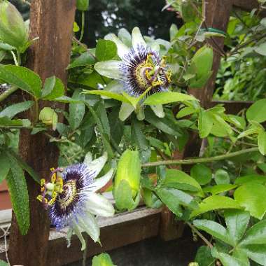 Passion Flower