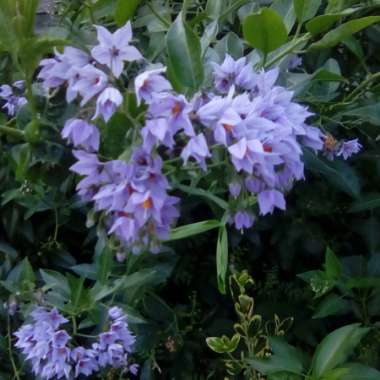 Chilean Potato Vine/Mexican Potato Vine