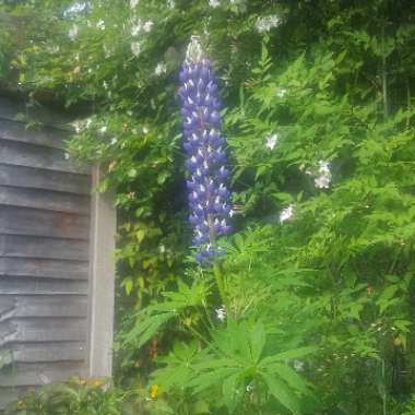 Blue Lupine