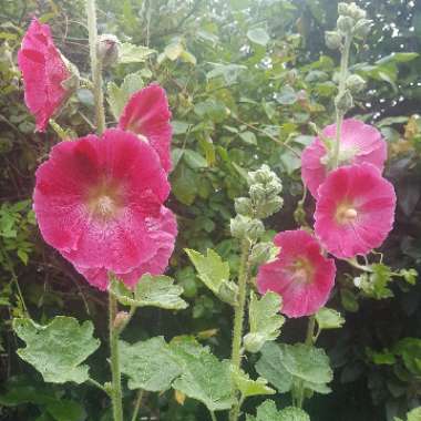 Hollyhock