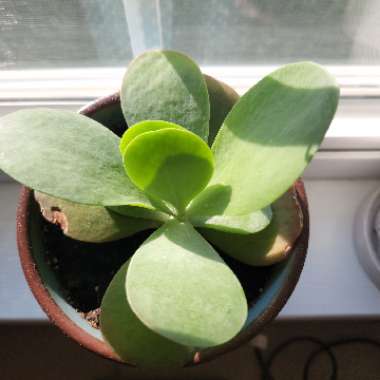 Kalanchoe Flapjacks