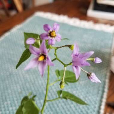 Solanum dulcamara