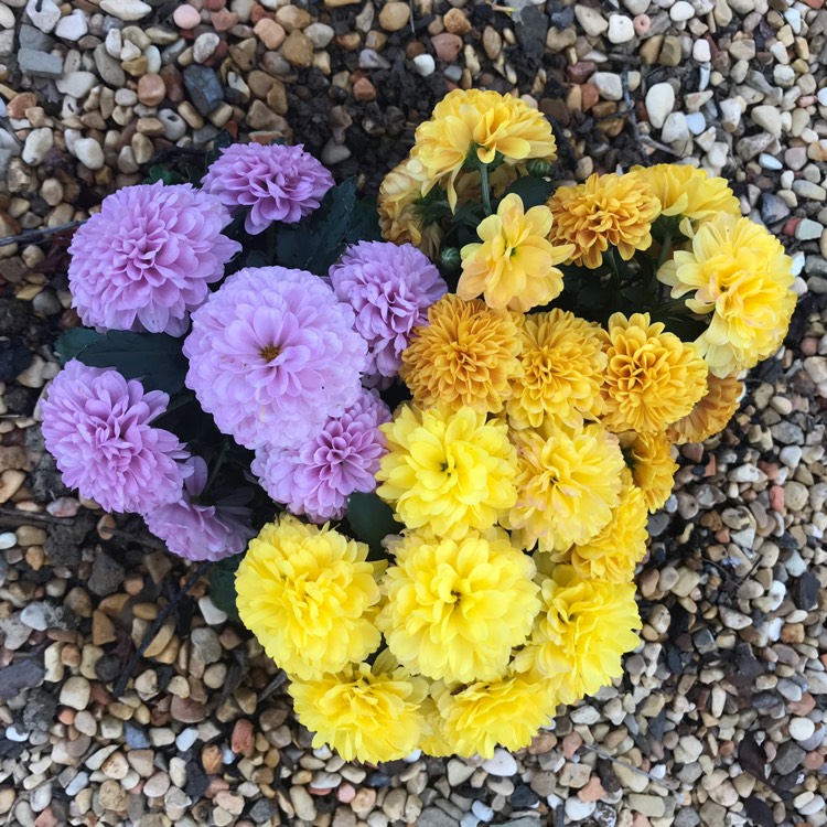 Plant image Chrysanthemum morifilium