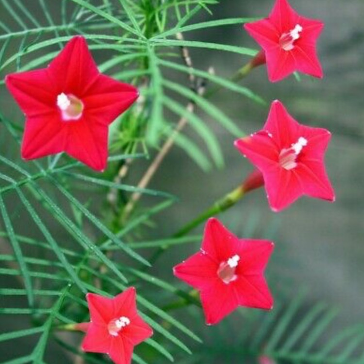 Plant image Ipomoea quamoclit 'Red Feather'