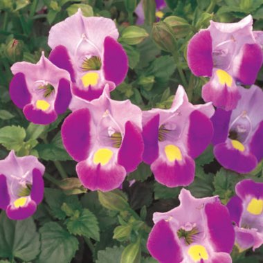 Torenia fournieri