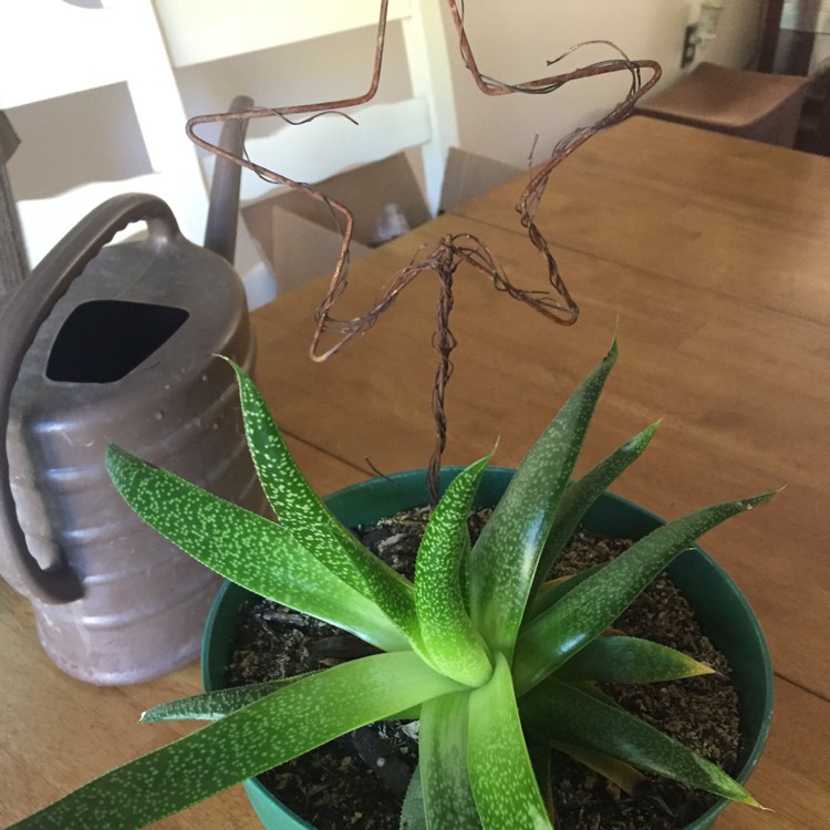 Plant image Gasteria Carinata