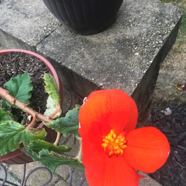 Plant image Begonia 'Nonstop Mocca Deep Orange' (Nonstop Mocca Series)