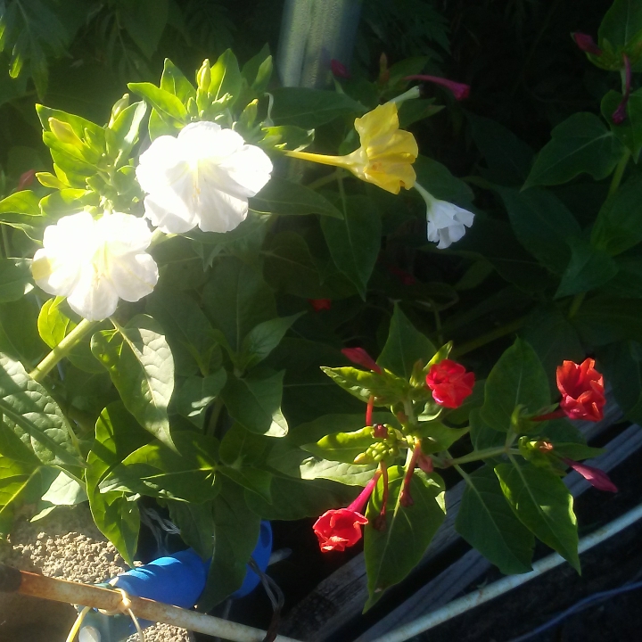 Plant image Mirabilis jalapa 'Kaleidoscope'