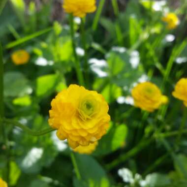 Creeping Buttercup