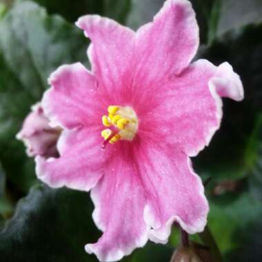 African Violet