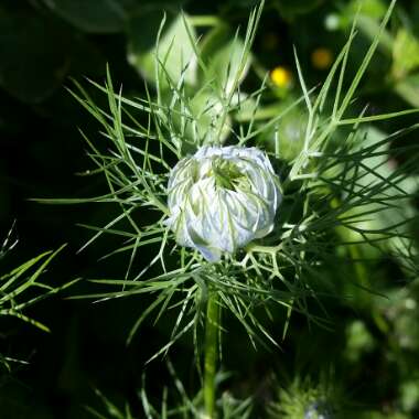 Love-in-a-mist