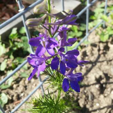 Delphinium 'Blue Butterfly'