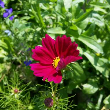 Cosmos 'Red Dazzler'